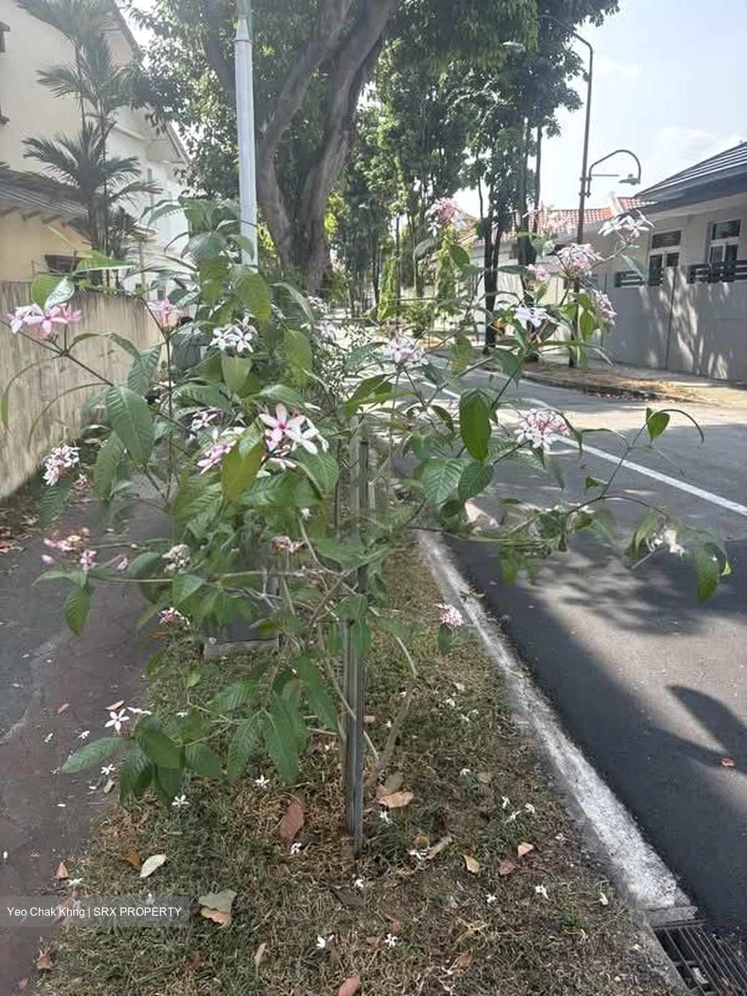 Joon Hiang Road (D19), Semi-Detached #581291781